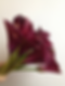 CALLA