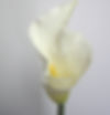 CALLA