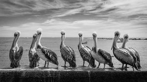 Pelicans in BW