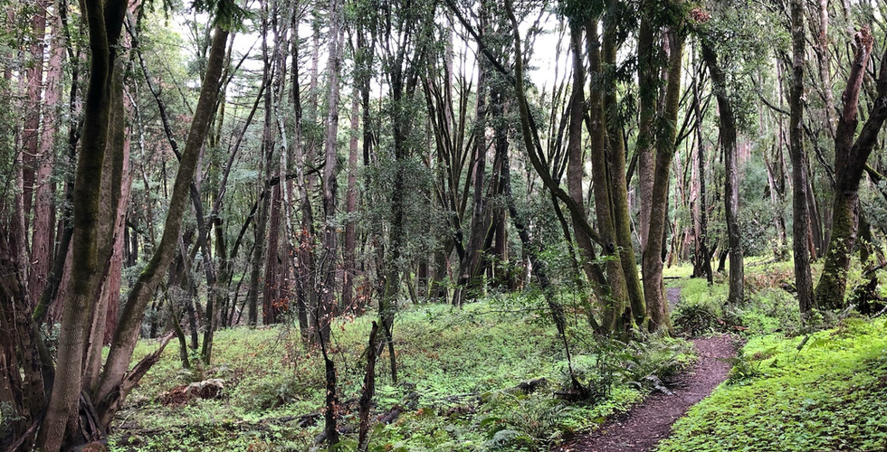 Photo of the Bay Area's Wilder Ranch forest mountain bike singletrack trails.