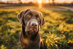 DSC00689 (Verkleind SOCIALE MEDIA, bewerkt)   NAAM.jpg