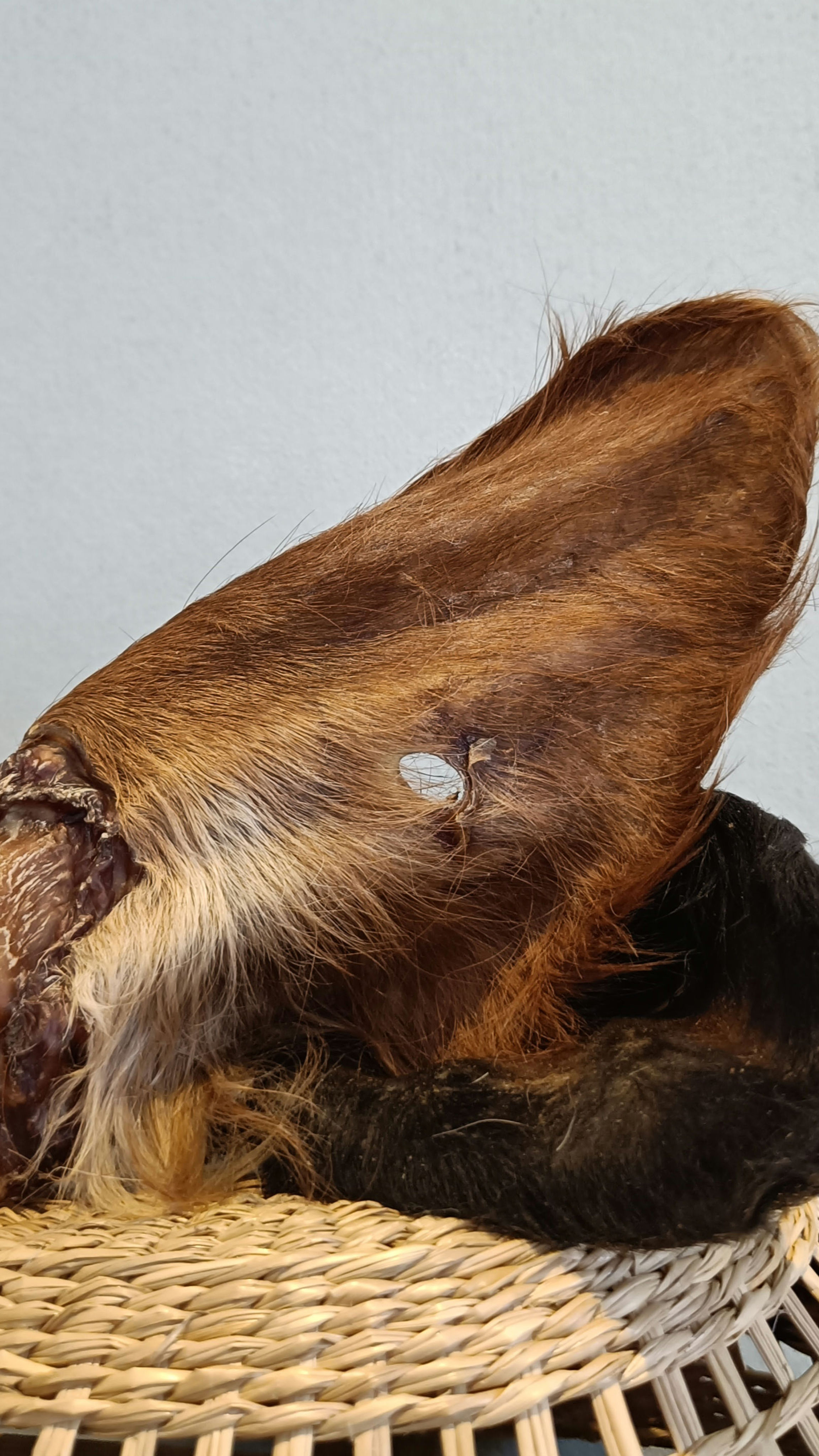 Runderoren met vacht per 2