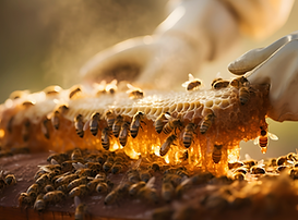 Honeycomb