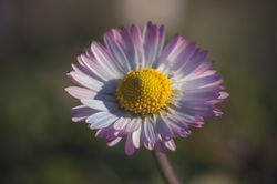 DSC_1925-Modifier