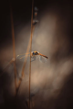 DSC_8753-Modifier-2