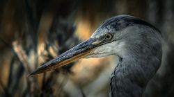 DSC_4612-Modifier