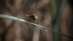 DSC_2786-Modifier