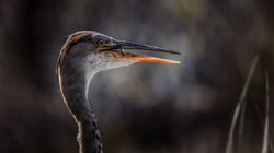 DSC_5539-Modifier
