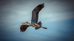 DSC_2240-Modifier-2