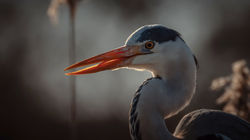 DSC_3178-Modifier