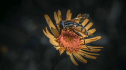 DSC_3692-Modifier-2