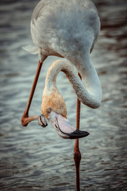 DSC_4658-Modifier