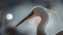 DSC_6656-Modifier