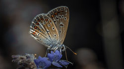 DSC_1974-Modifier-2