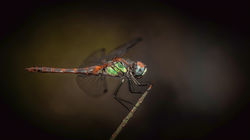 DSC_8017-Modifier