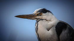 DSC_4084-Modifier