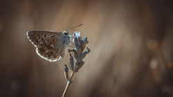 DSC_7671-Modifier