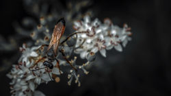 DSC_6911-Modifier-Modifier