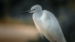 DSC_4012-Modifier-Modifier