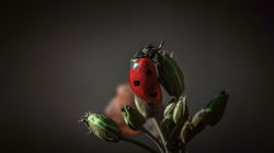 DSC_9388-Modifier-2