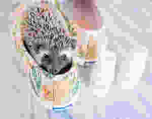 Igel im Schuh