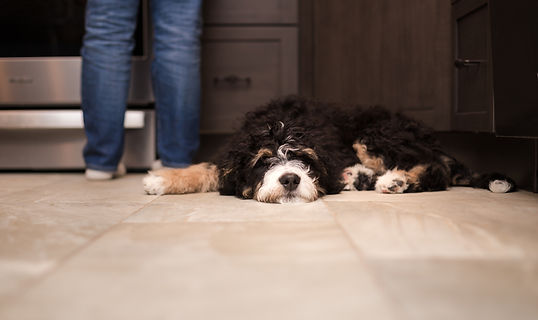 Dog resting on nontoxic wood floor