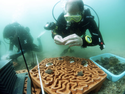 Repopulating Coral Communities