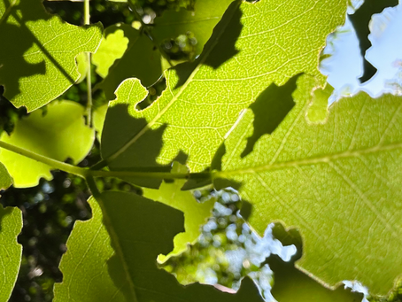 Close up photo of a leaf from an oak tree.