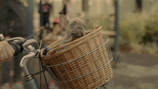 female cinematographer, documentary filmmaking, French bulldog