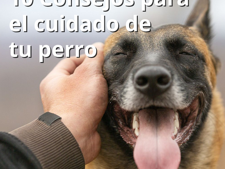 10 Consejos para el cuidado de tu perro.