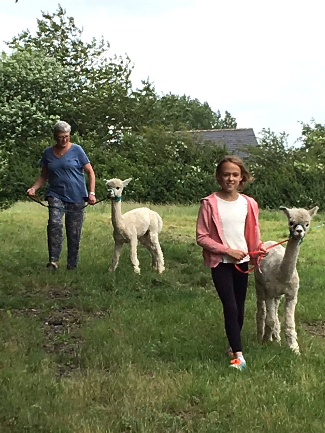Alpaca Experience for Two Boxed Gift Voucher