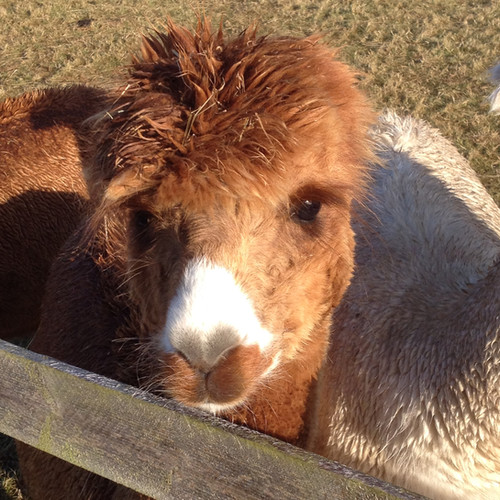 Alpaca Adoption