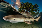 shark-2.jpg