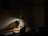 IMG_1019.jpeg