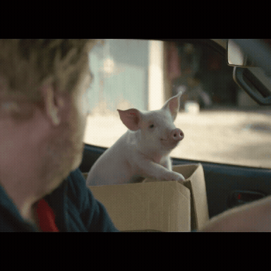 Piggy Sue