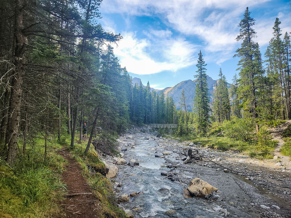 Forest landscape with a rocky stream, tall pine trees, and mountains in the background. A person stands on a trail, sky clear and blue.