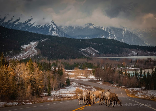 David Thompson County Alberta Canada.jpeg