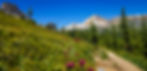 Mountain landscape with trail winding through vibrant wildflowers. Snow-capped peaks and pine trees under a clear blue sky.