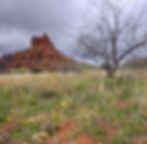 Desert landscape with yellow flowers, a leafless tree, and red rock formations under a cloudy sky. The mood is calm and natural.