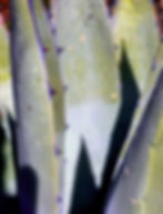 Close-up of bluish-green agave leaves with sharp spines, casting shadows. Sunlight highlights the textured surface and natural speckles.