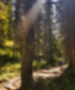 Sunlit forest path with tree roots exposed. Tall trees surround the trail, casting dappled light. Peaceful, natural setting.