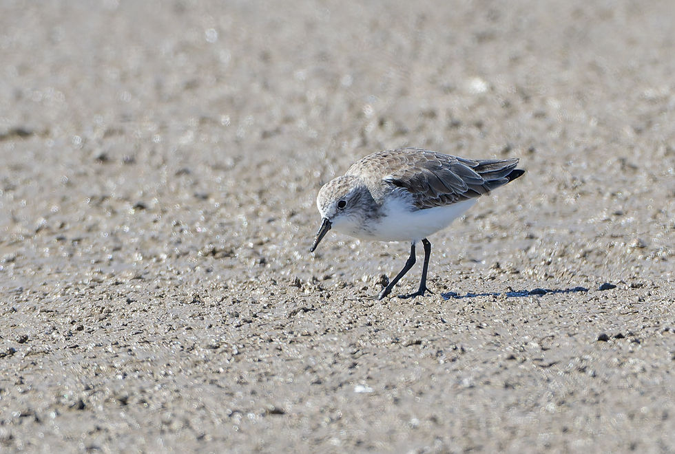 Semipalmated Sandpiper.jpg