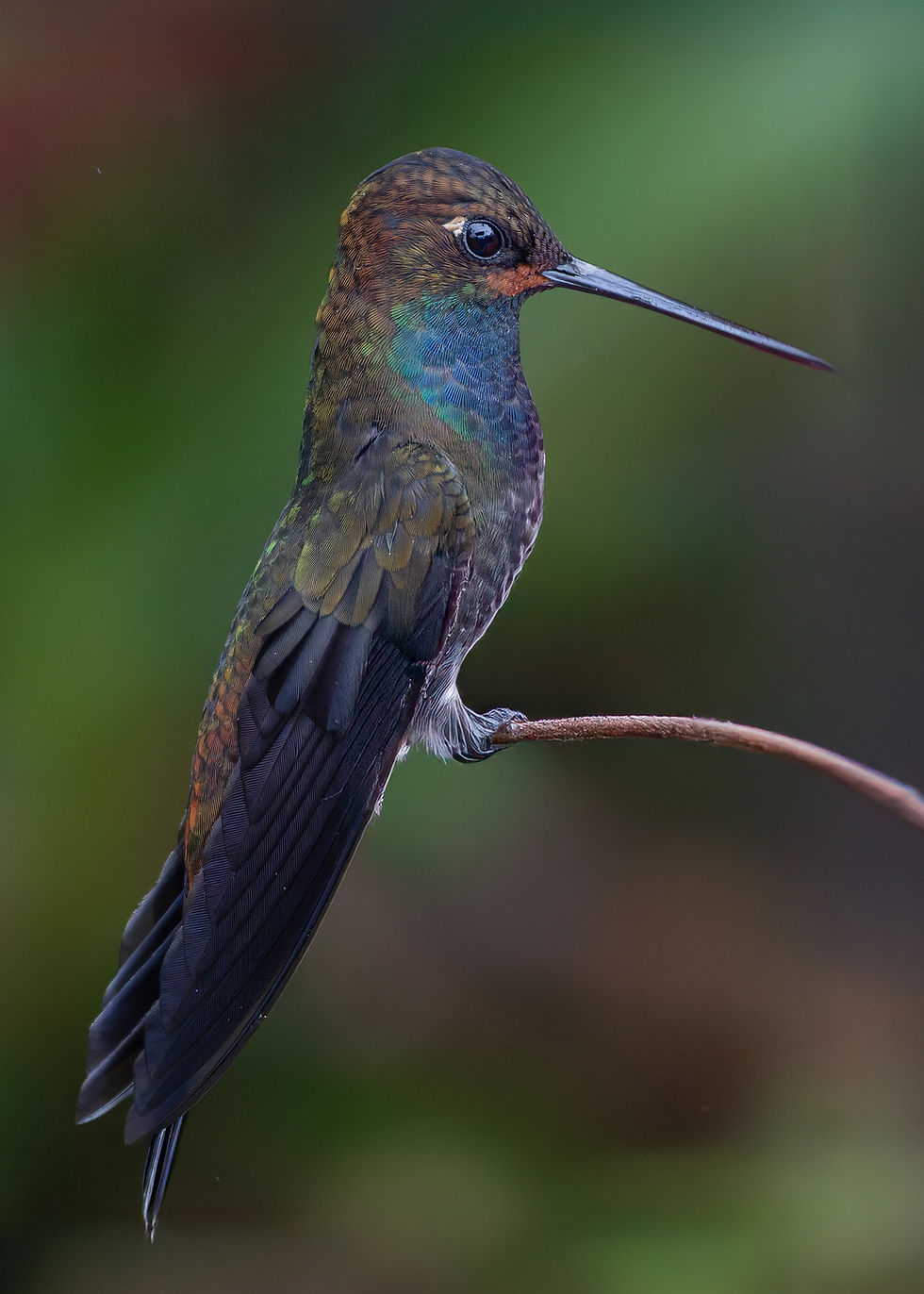 Rufous-gaped Hillstar.jpg