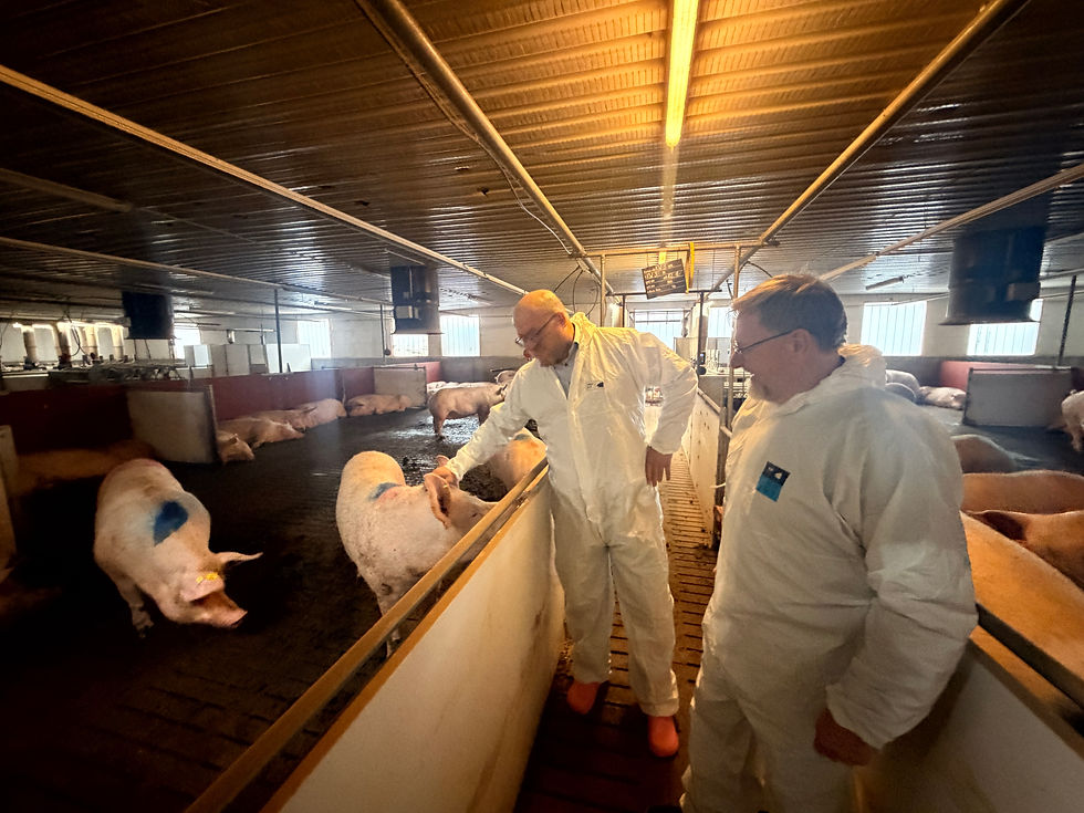 Schweinezucht Betrieb BLF Schweineaufzucht GmbH – Kontrolle der Tiere im Stall während Insolvenzverfahren