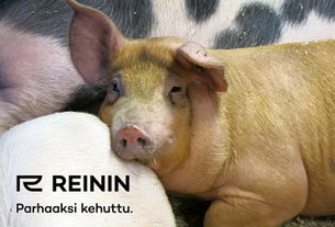 Stressittömästi kasvatettu Mallaspossu Reinin Lihan valikoimiin