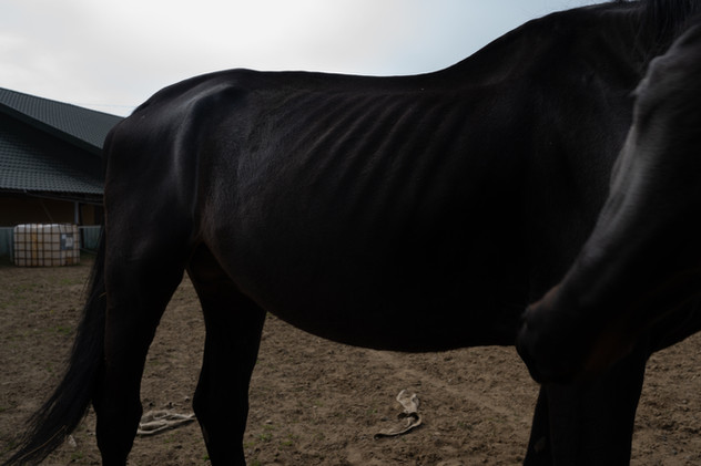 April 2022 | Chernivtsi region, Ukraine. Aplomb, one of the racing horses evacuated from the Rodeo Club in Kyiv. Ten horses died when the stables were hit by the Russian troops. Twenty escaped into the forest.