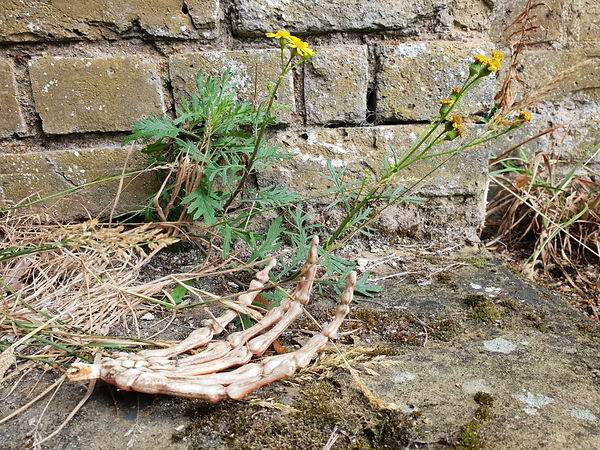 A plastic skeleton hand lies on the scrubby ground. Behind it a stubborny yellow weed, and part of a brick wall.