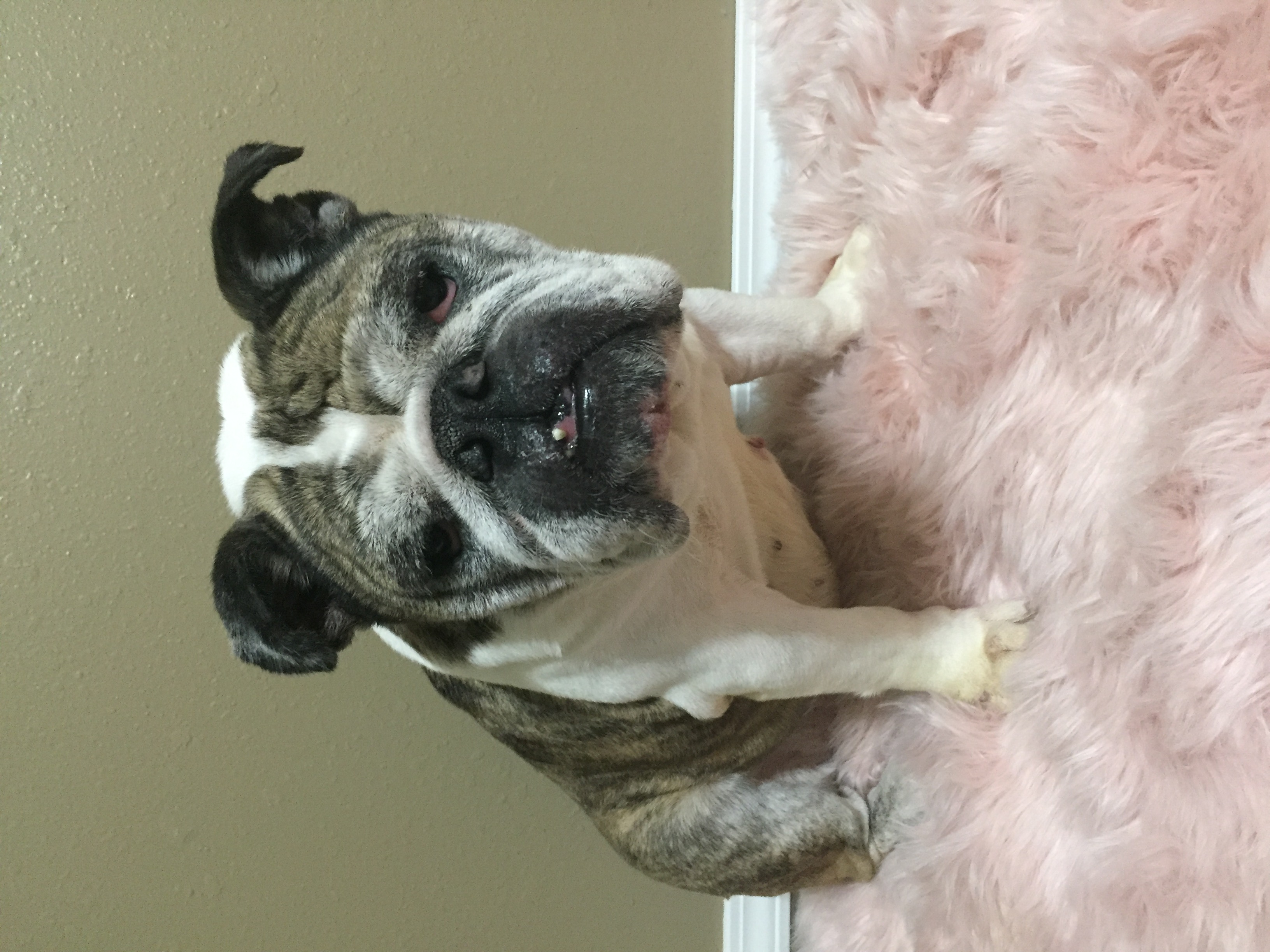 ROXIE3