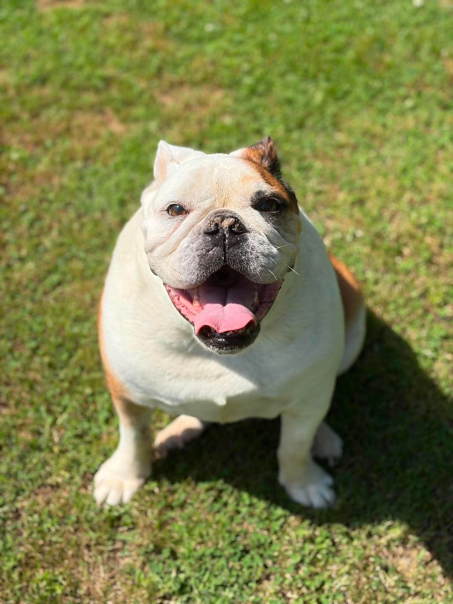 Chubbz