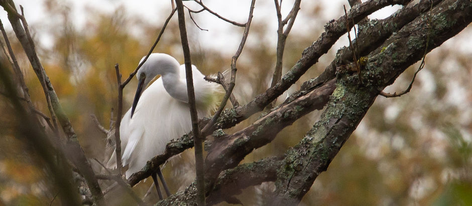 BIG BIRDS IN TREES